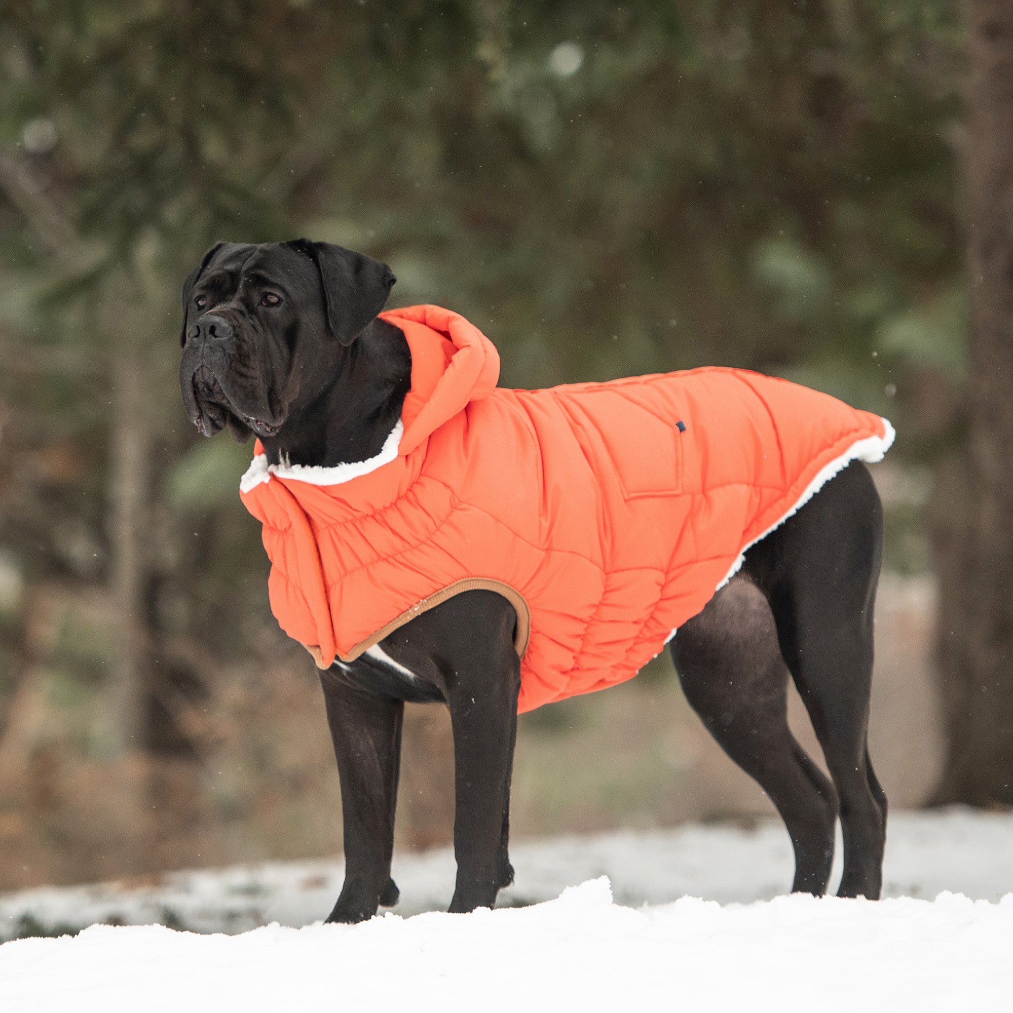Dog Puff Parka With Tackable Hood