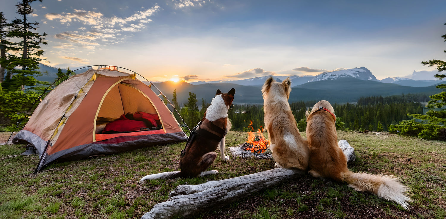 Tails-N-Trails