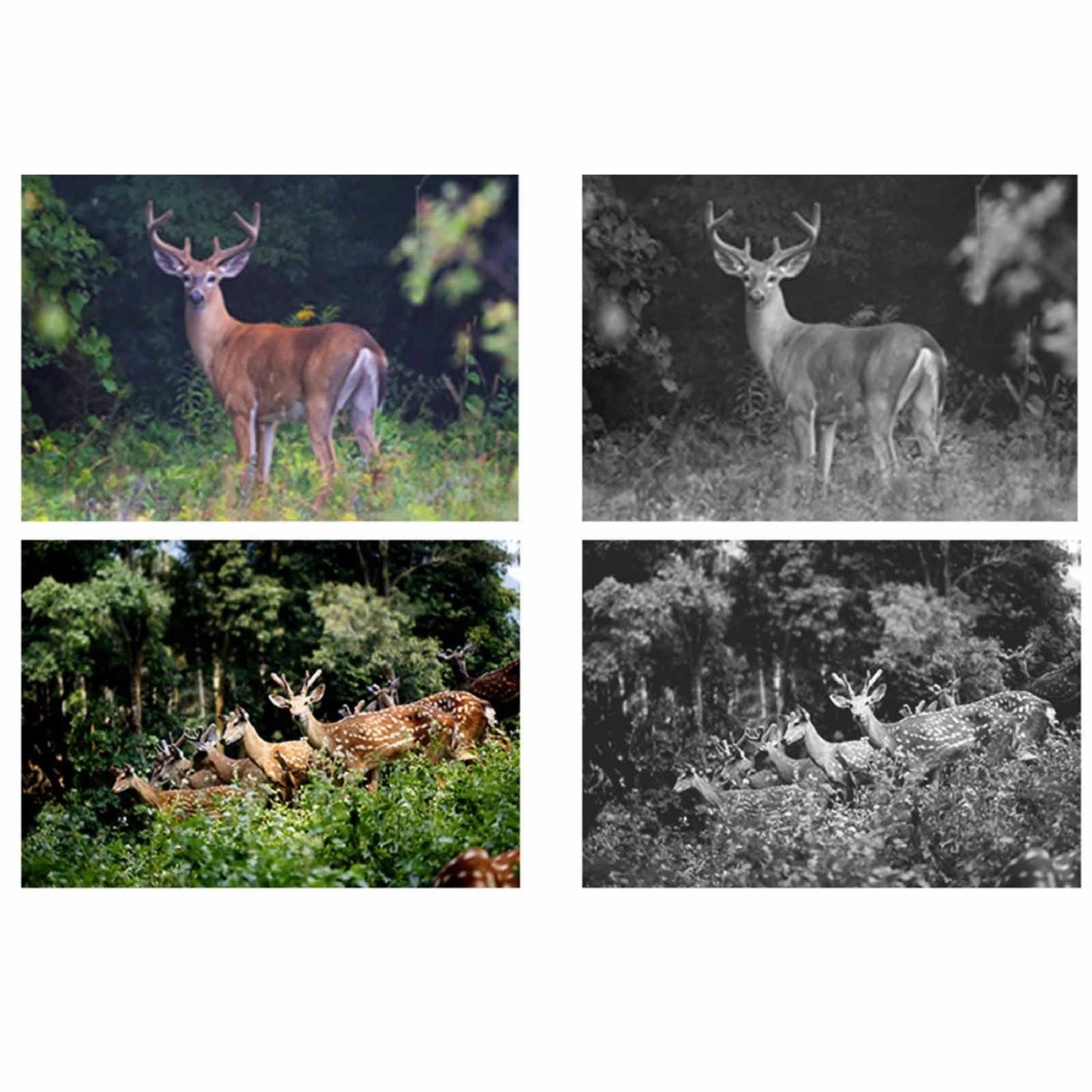 Trail Camera 2.0in TFT HD Display IP66 Waterproof
