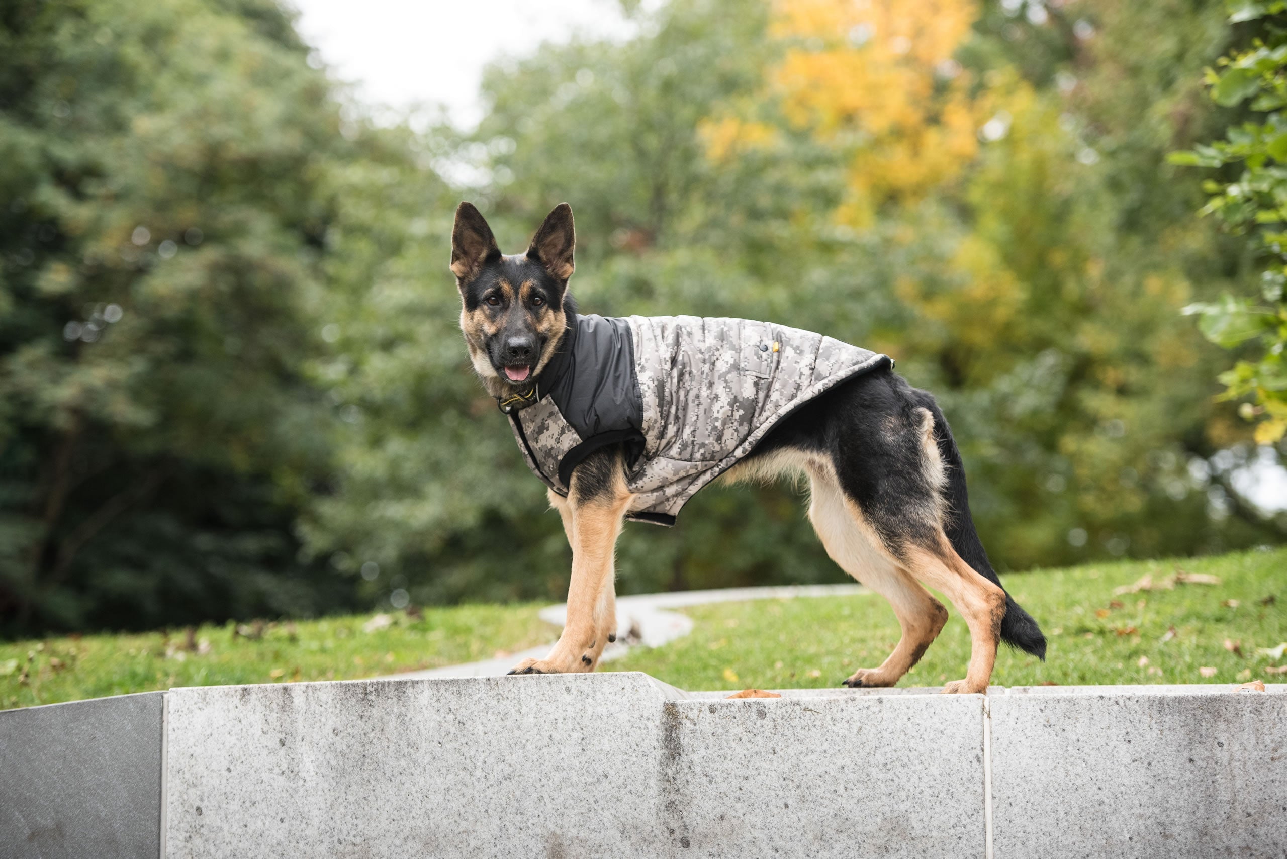 Patriotic Dog Jacket With Reflective Piping