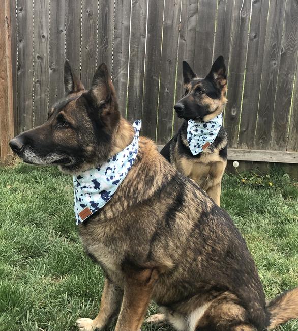 Adjustable Dog Bandana With Curved Ends 30 To 100 Lbs